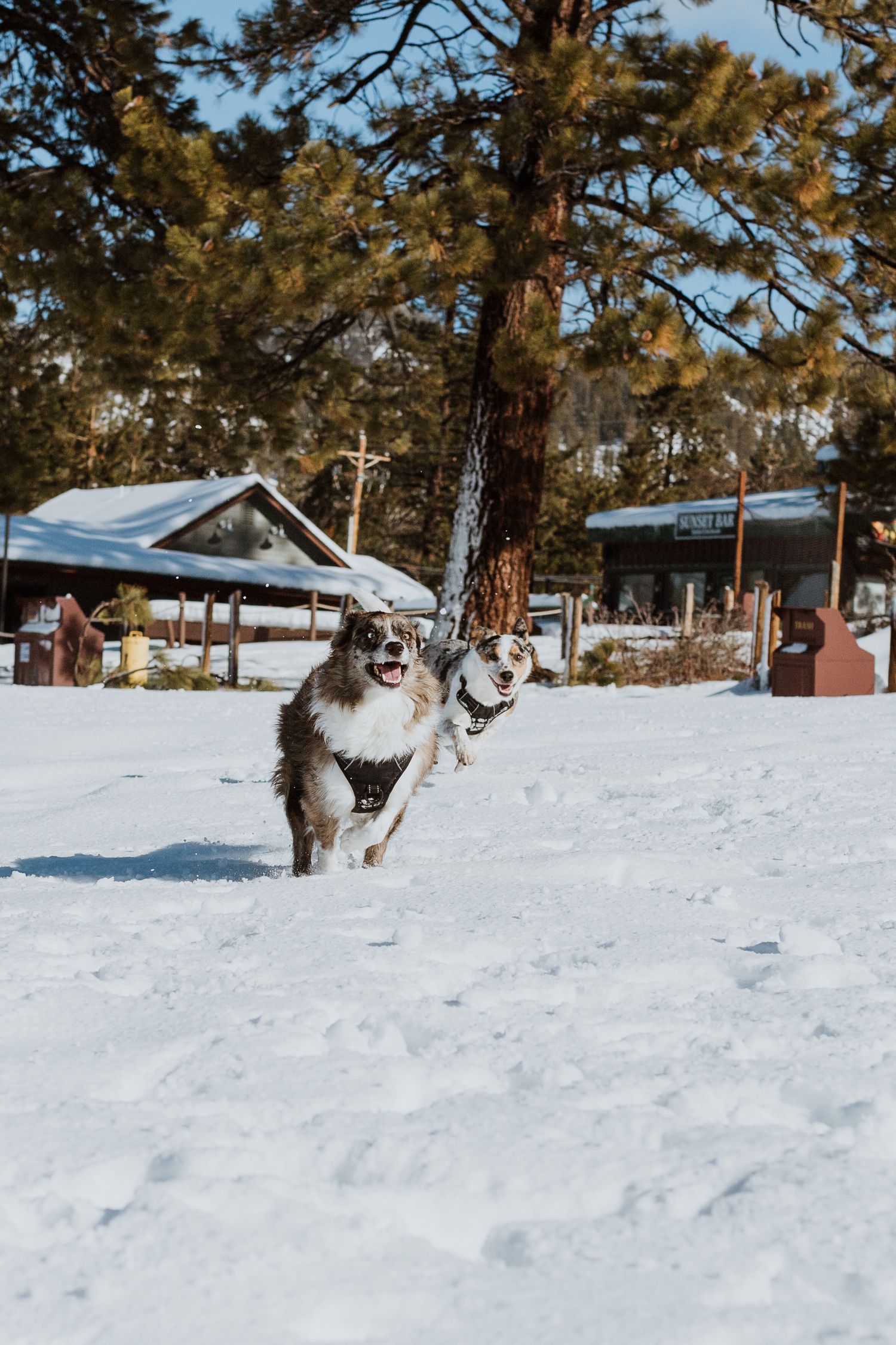 Fluffy dog bounding through deep snow with cabins and pine trees in winter landscape.