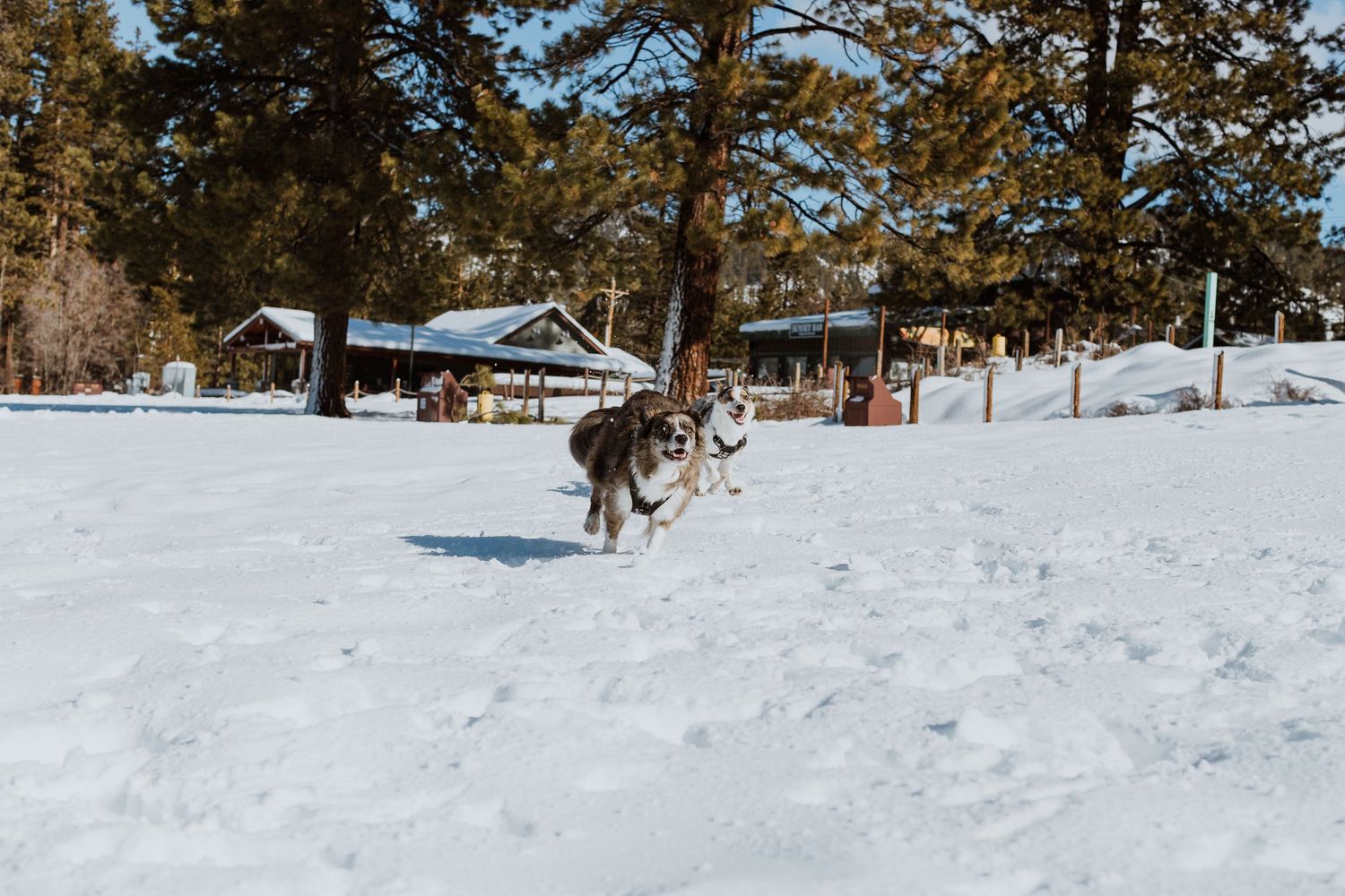 Two dogs racing across a snowy field with rustic buildings and evergreens in the distance.