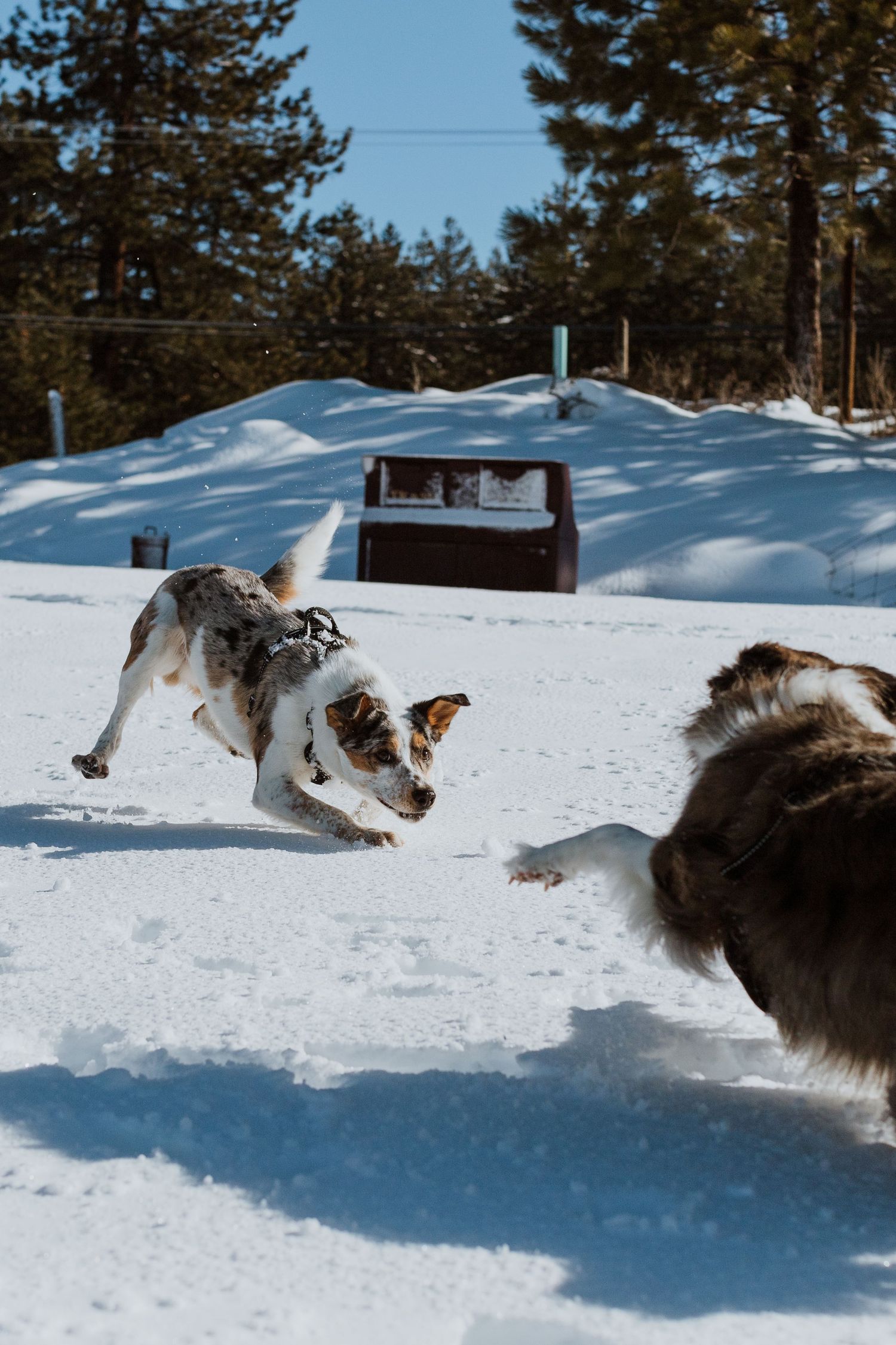 Dogs playing and chasing each other in the snow with a winter mountain backdrop.