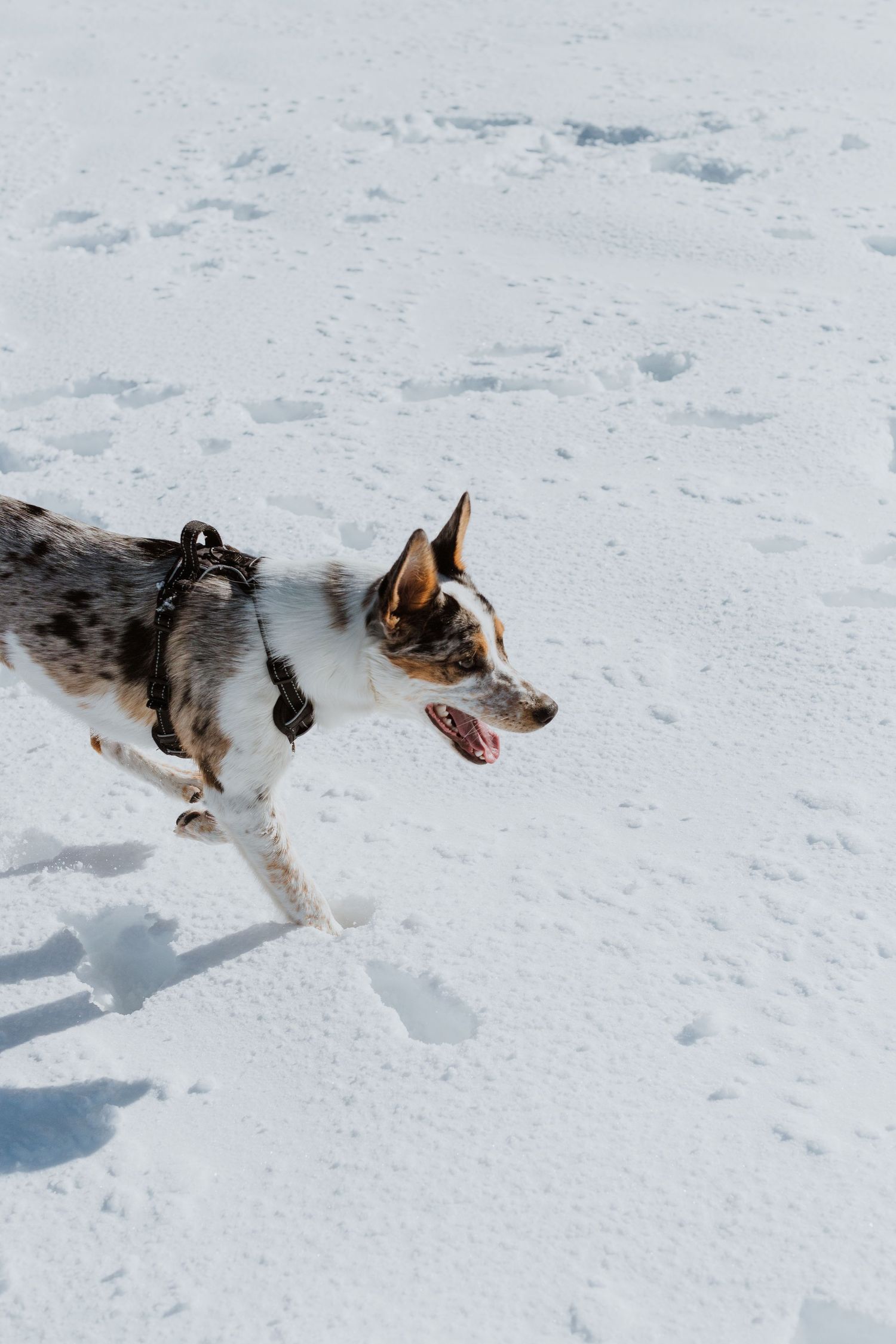 Black and white dog running in fresh snow casting long shadows on a bright winter day.