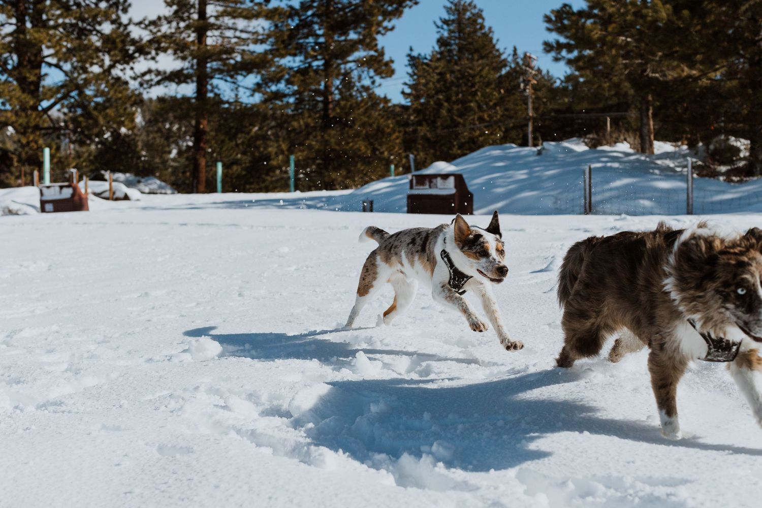 Two dogs racing across snowy terrain with evergreen forest in background.