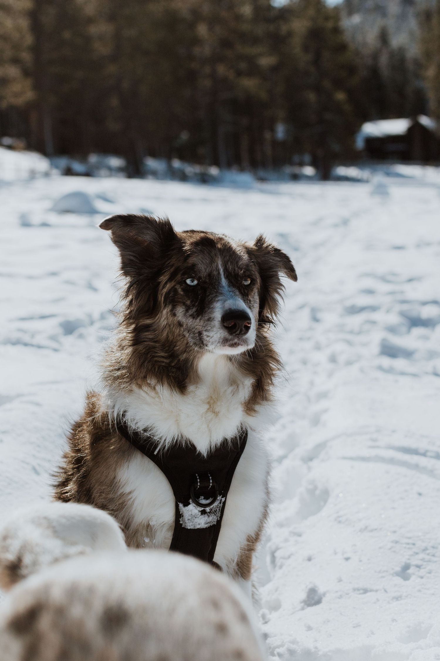 Border collie with brown and white fur sitting in snow wearing a black harness.