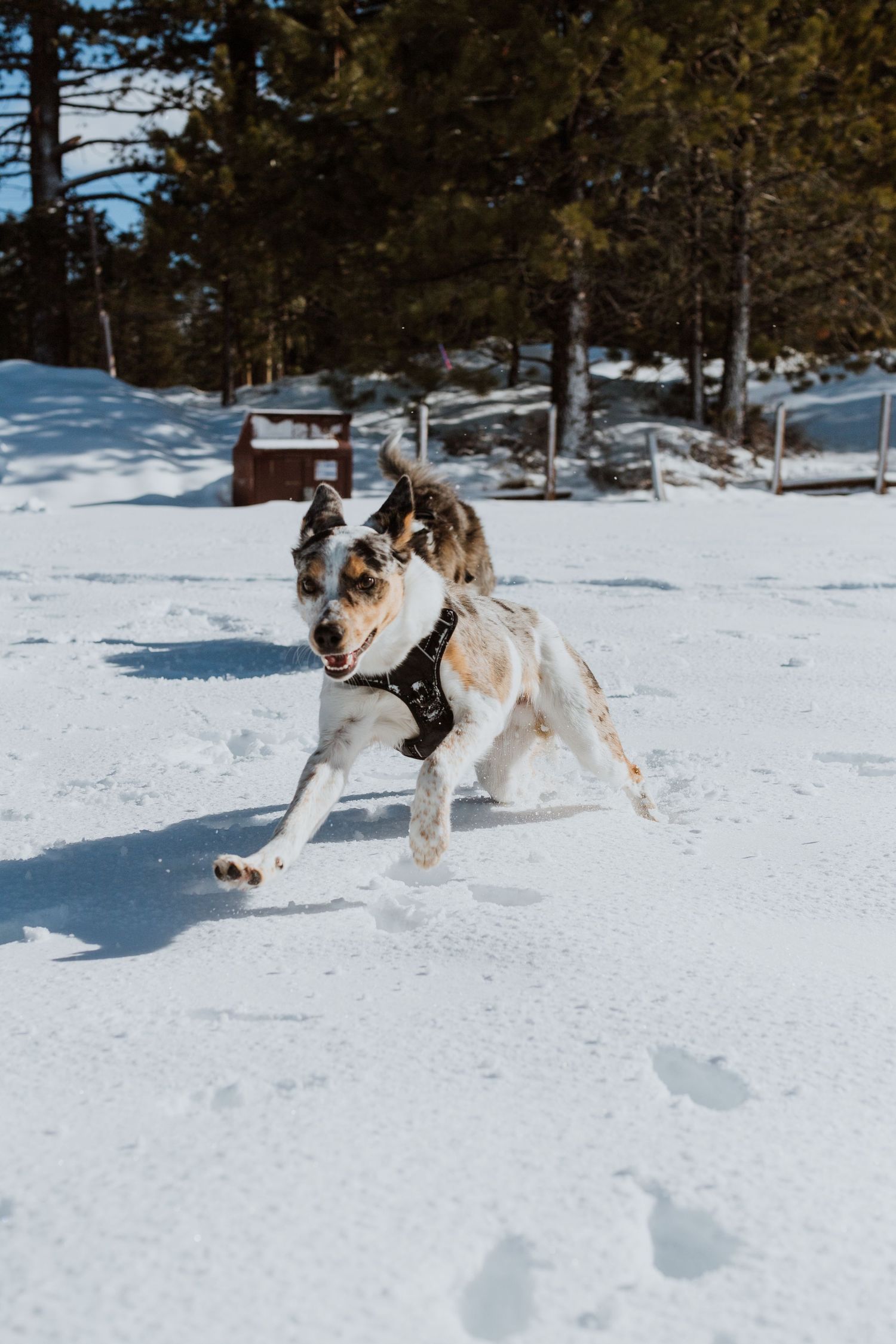 Australian shepherd dog leaping and playing in fresh snow with evergreen trees in background.
