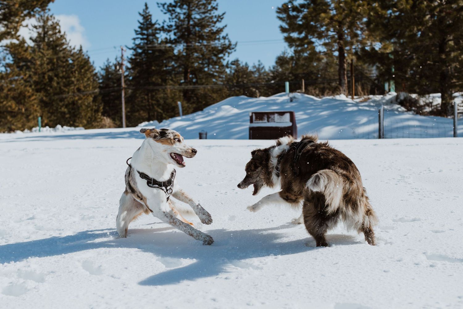 Two energetic dogs playing and chasing each other in a snowy field surrounded by evergreen trees.