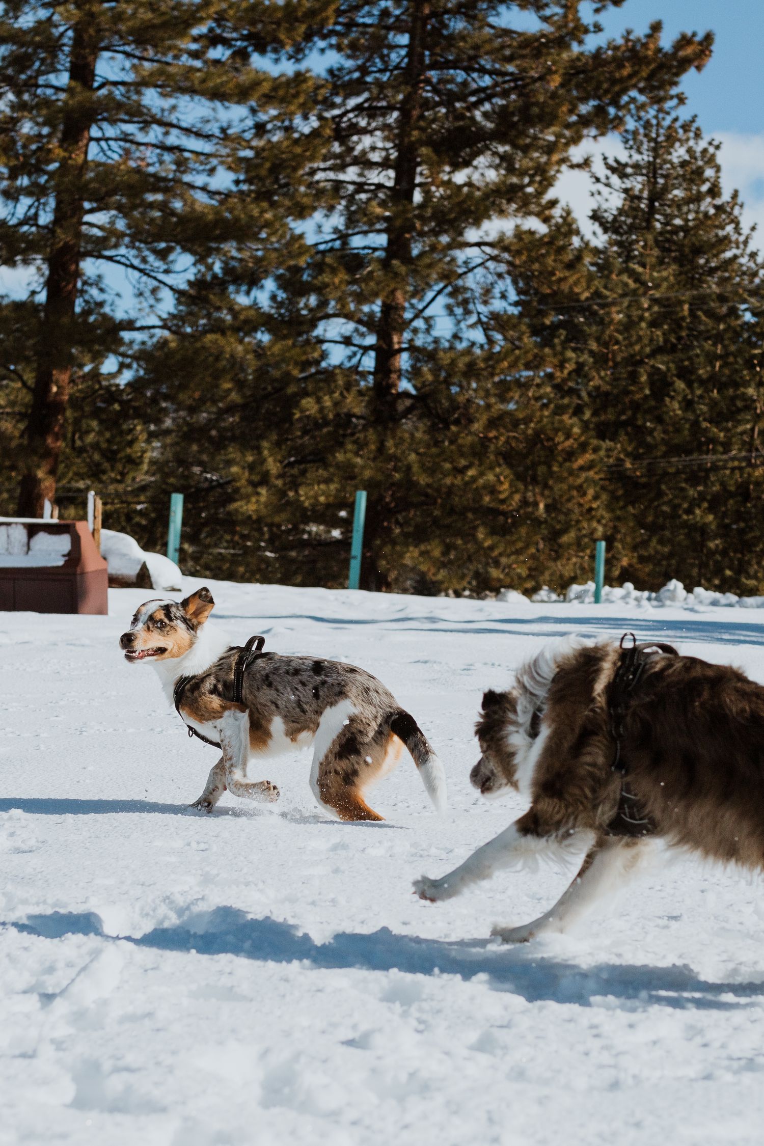 Three dogs bounding through fresh snow against a backdrop of tall pine trees.