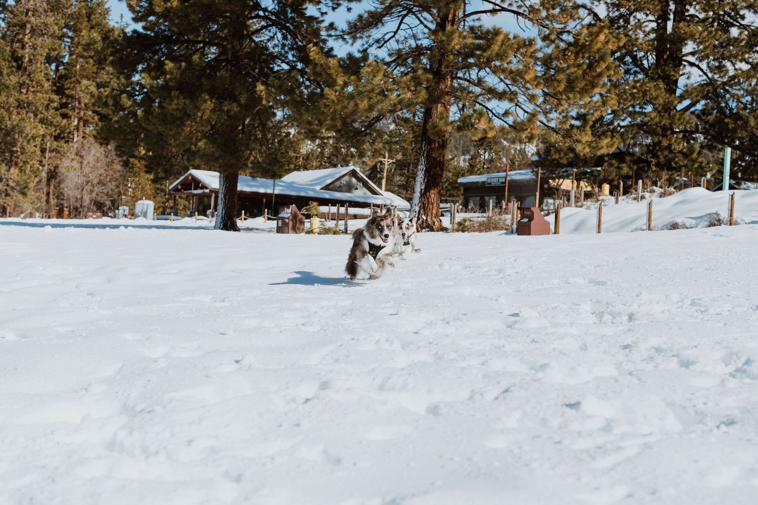Dogs playing and running through snowy terrain with pine trees and buildings in the background.