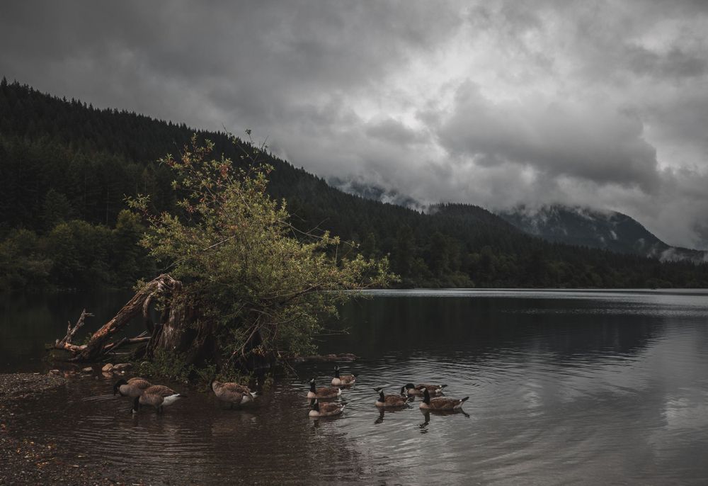 Moody lake landscape with ducks swimming near shoreline under stormy mountain clouds.