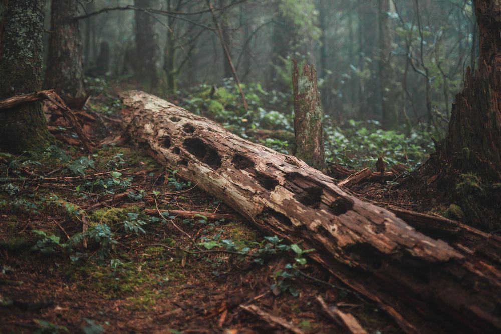Fallen decaying log covered in moss in a misty forest setting.
