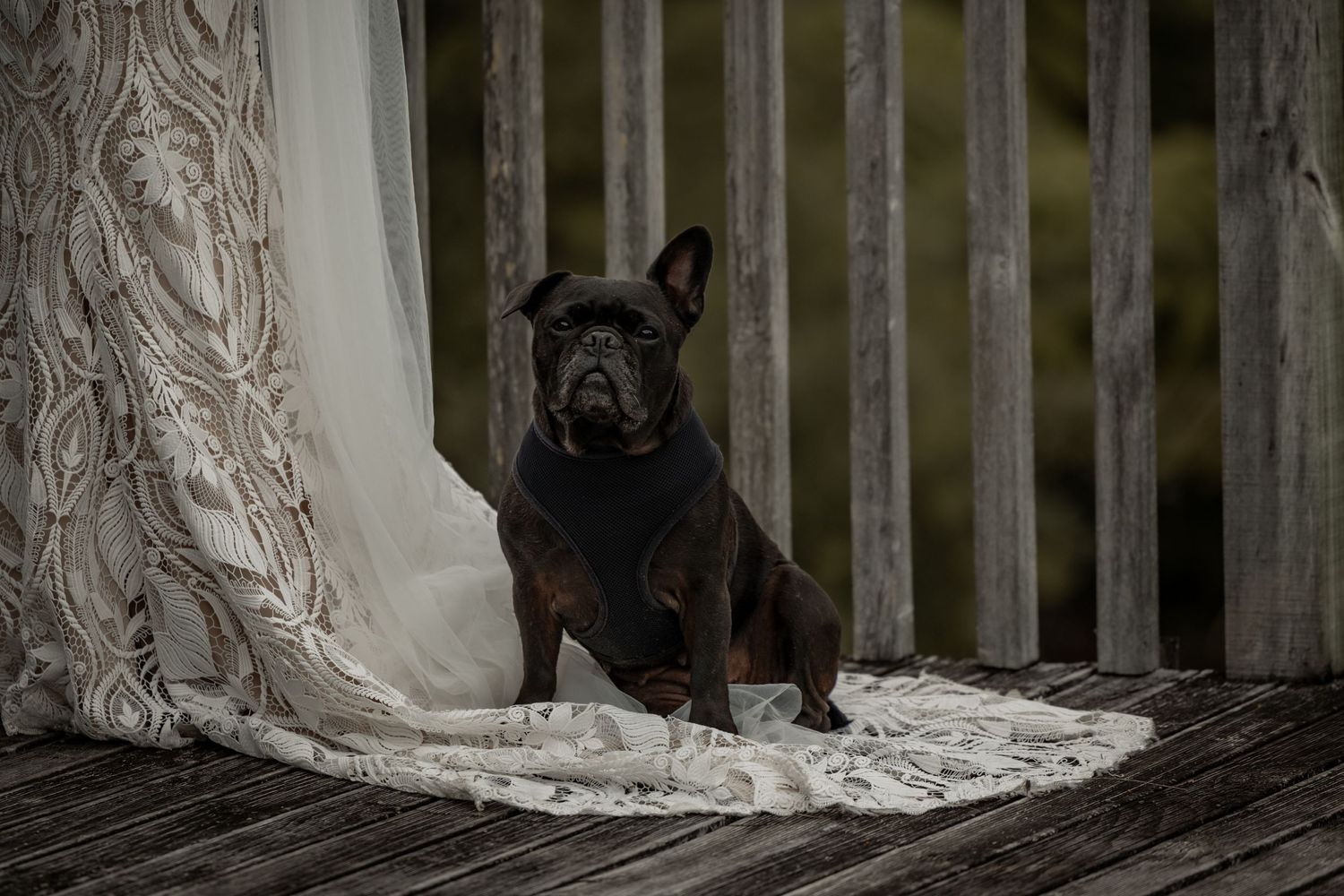 Dog in wedding party