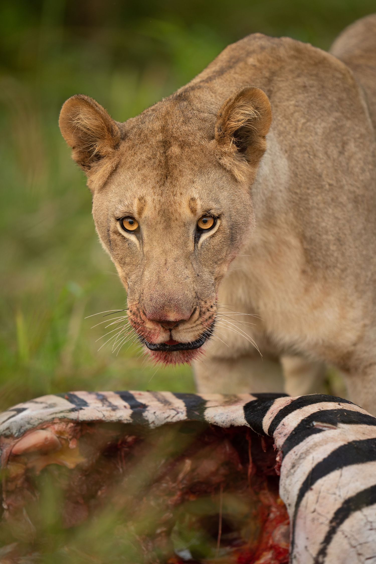 A lioness feeds on a zebra kill in the grassland.