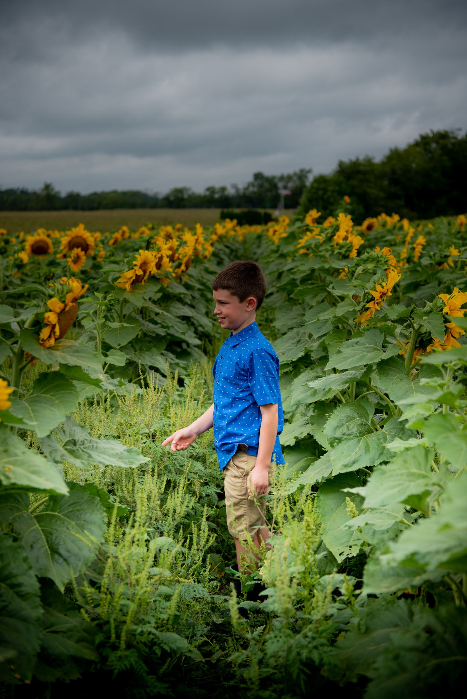 boy in blue shirt in sunflower field at beacon hotel in pittsburgh pennsylvania