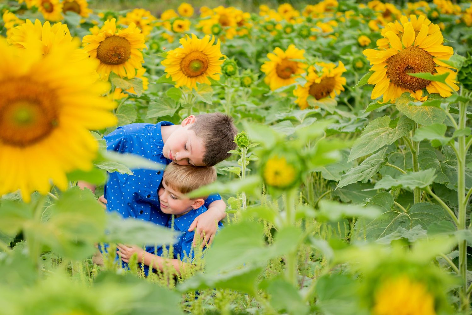 two brothers hugging surrounded by large sunflowers in a field at the beacon hotel in pittsburgh pennsylvania