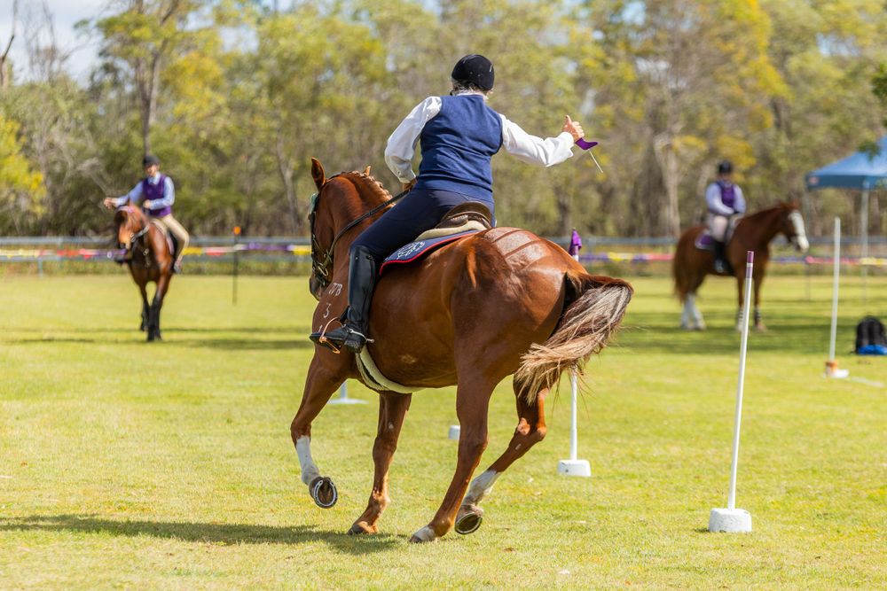 A chestnut horse and rider in motion between white pole markers during equestrian training.