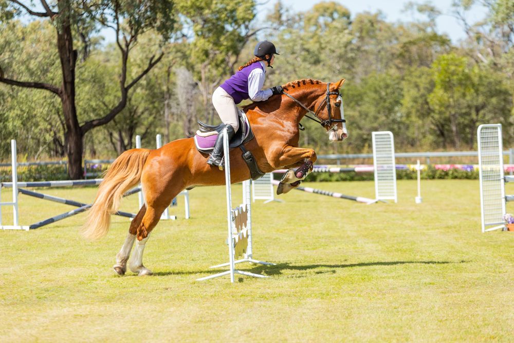Equestrian athlete jumping chestnut horse over white poles during competition.