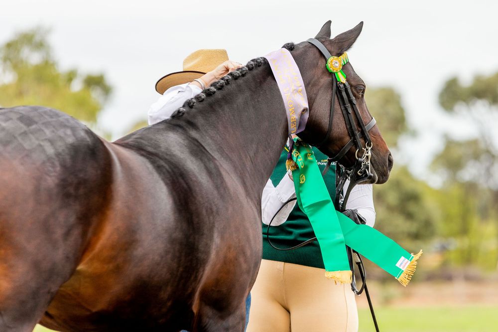 Close-up of a dark horse's head with braided mane wearing competition tack.