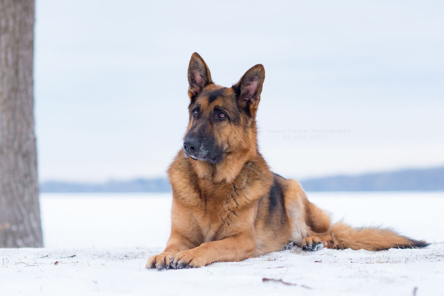 dog, German shepherd, dog in snow, lying down