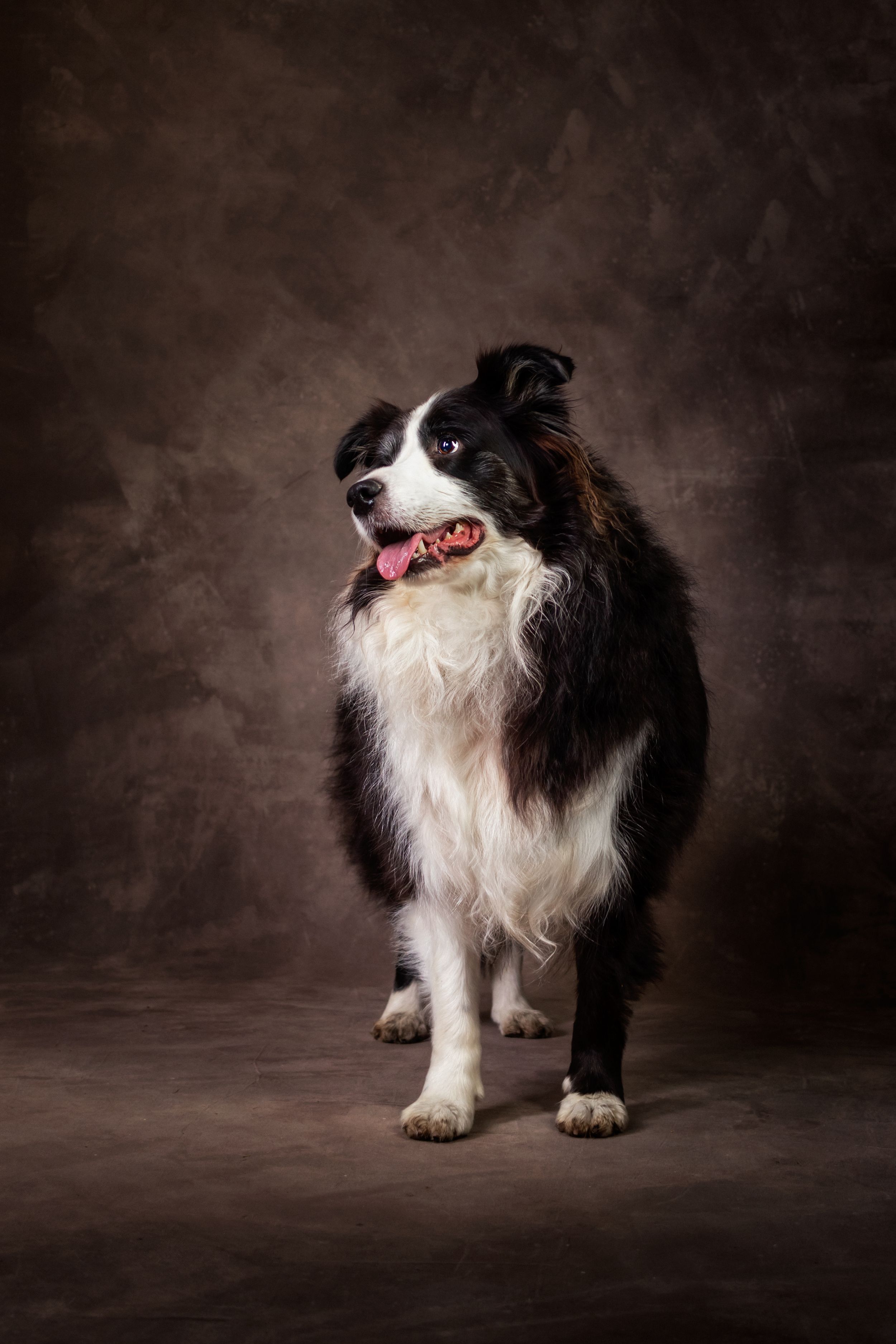 Beautiful portrait of dog