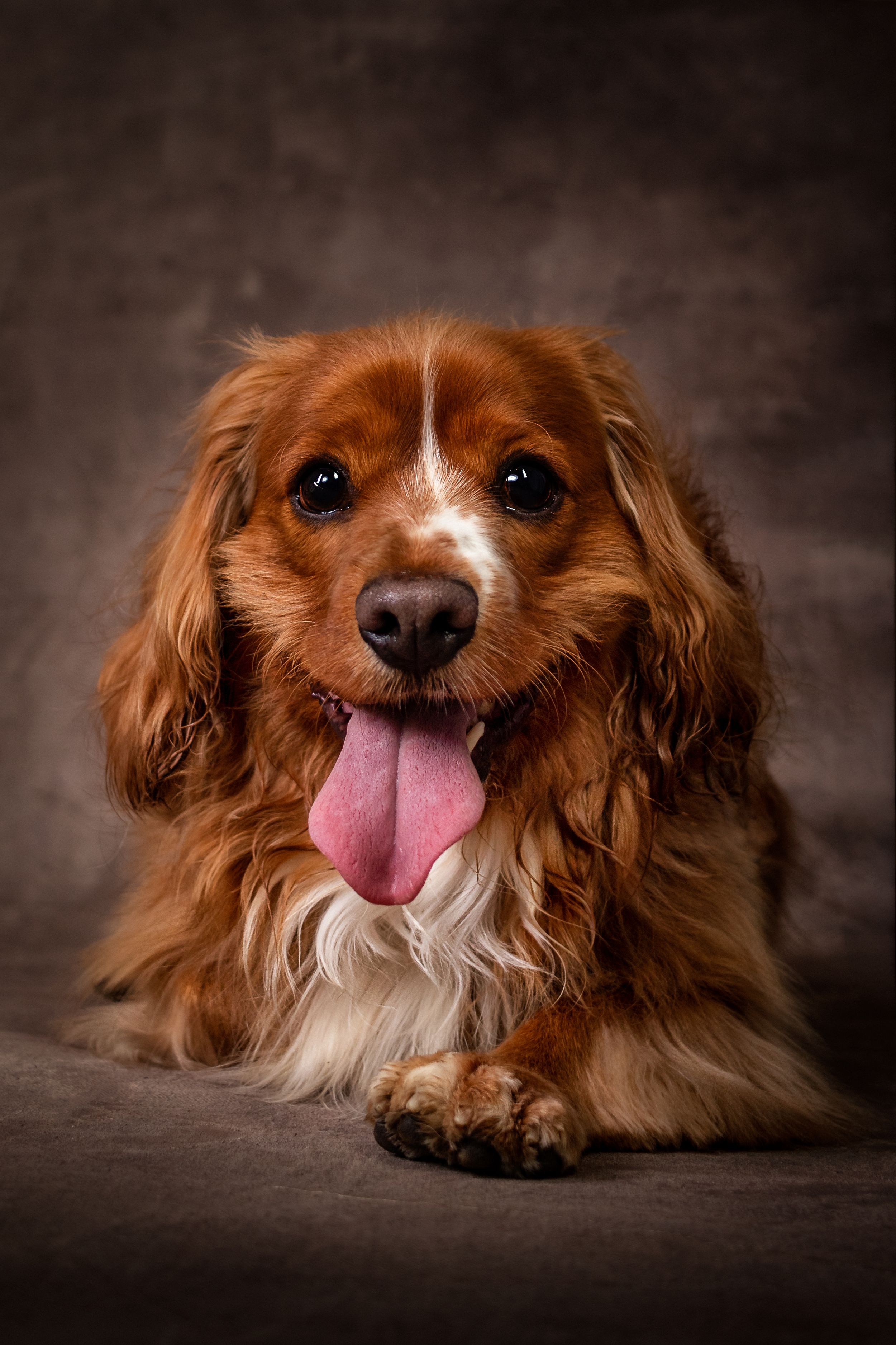 Lovely studio portrait of dog