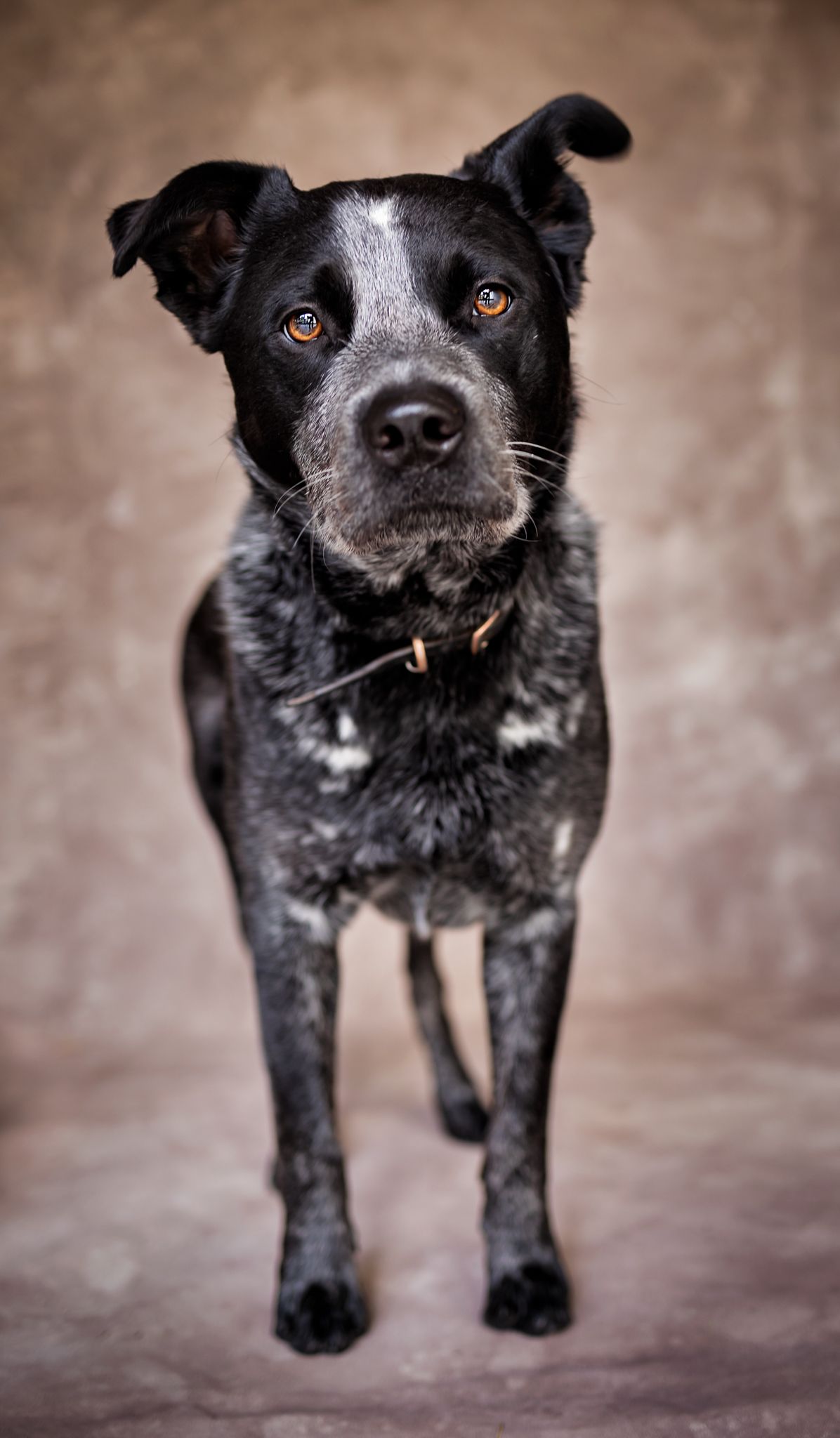Sincere look from cattle dog