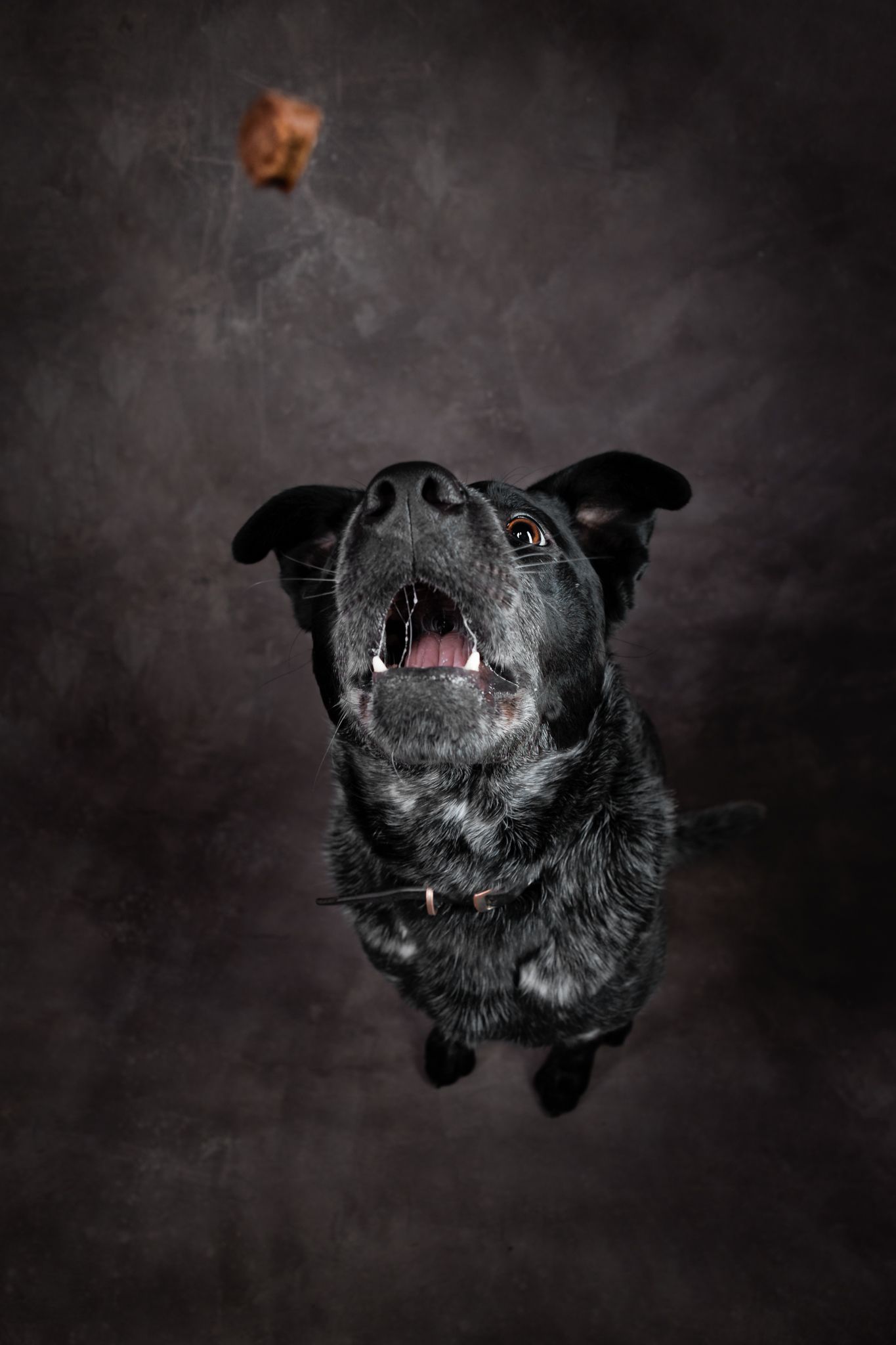 Treat catch by one dog