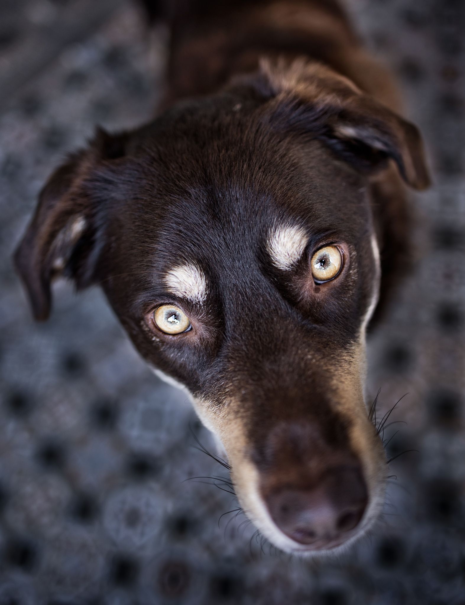 Sincere look from dog looking up