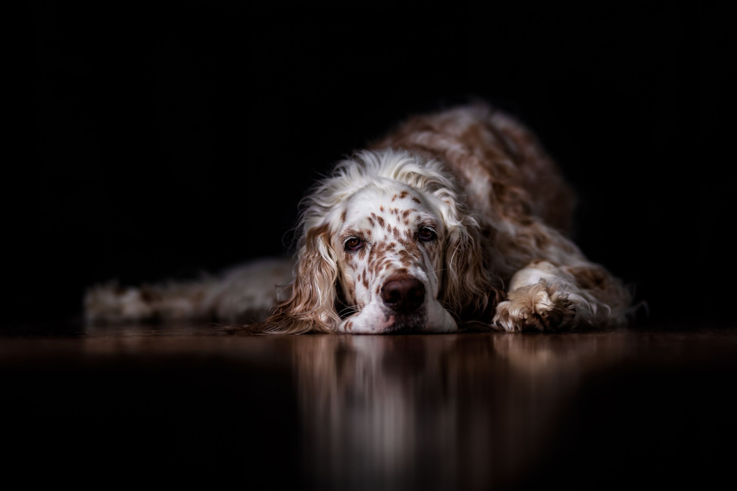 Relaxed studio portrait of dog lying down