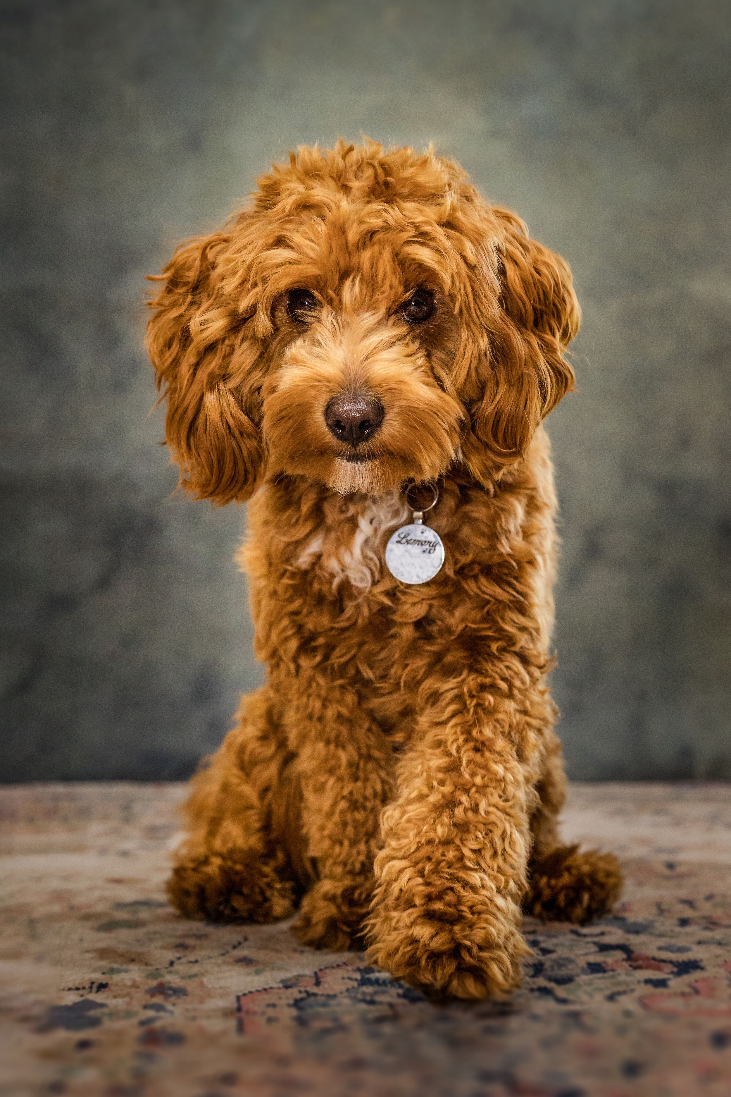 Dog putting one foot forward