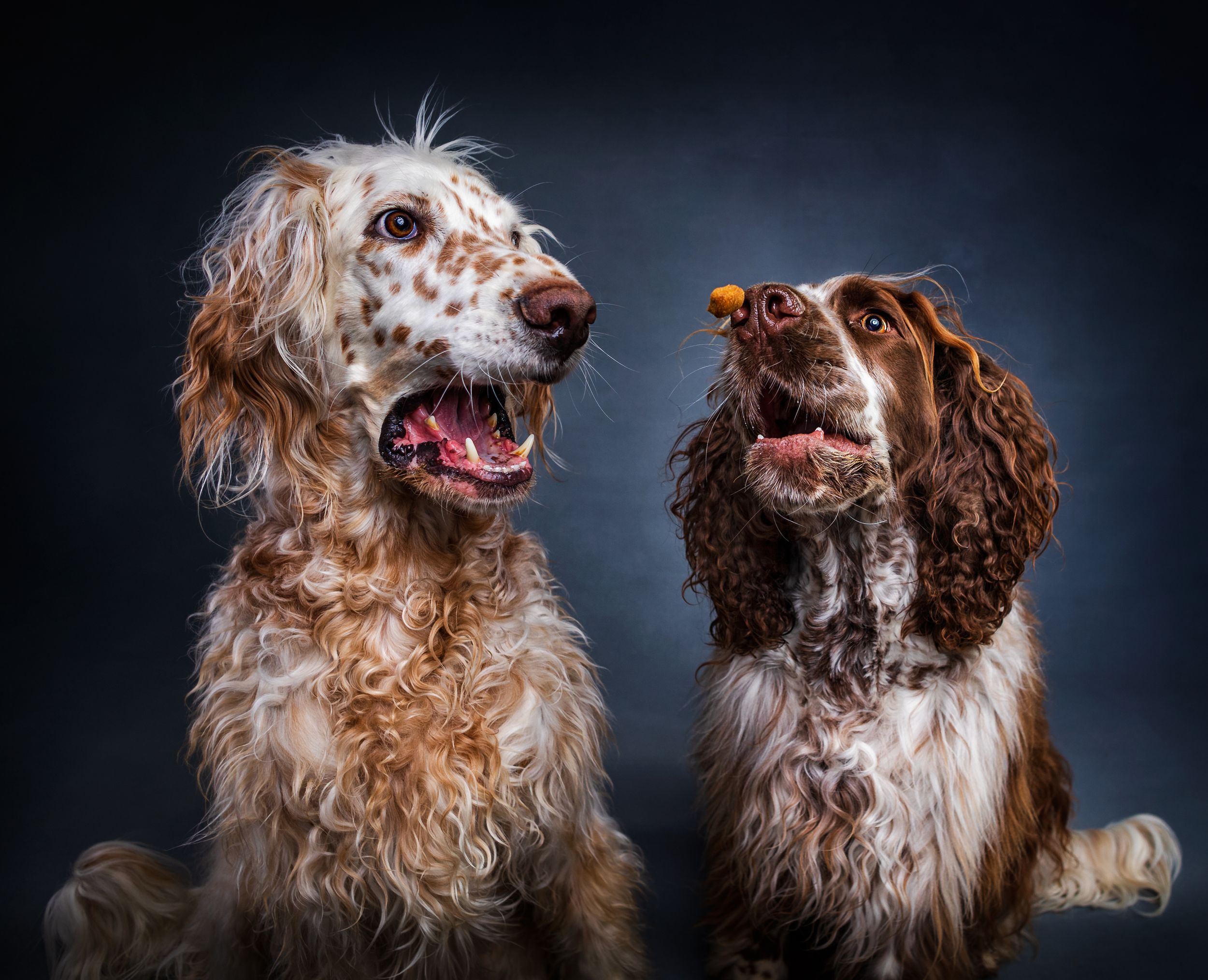 Treat catch with two dogs