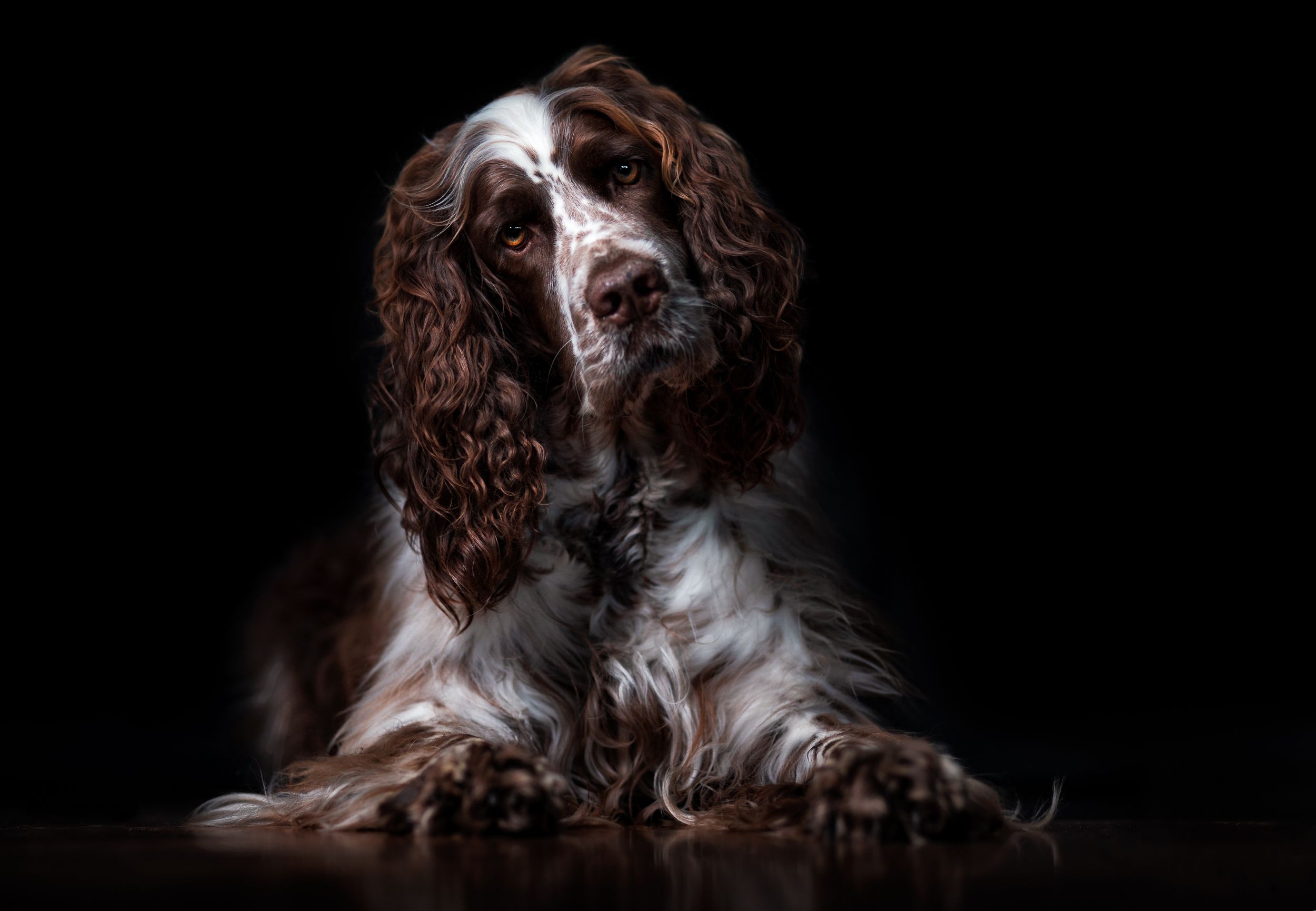 Beautiful dog head tilt studio photo