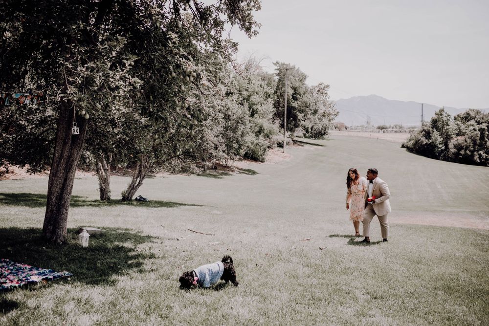 Couple in formal attire walking on green lawn with small black dog near large shady trees outdoors.