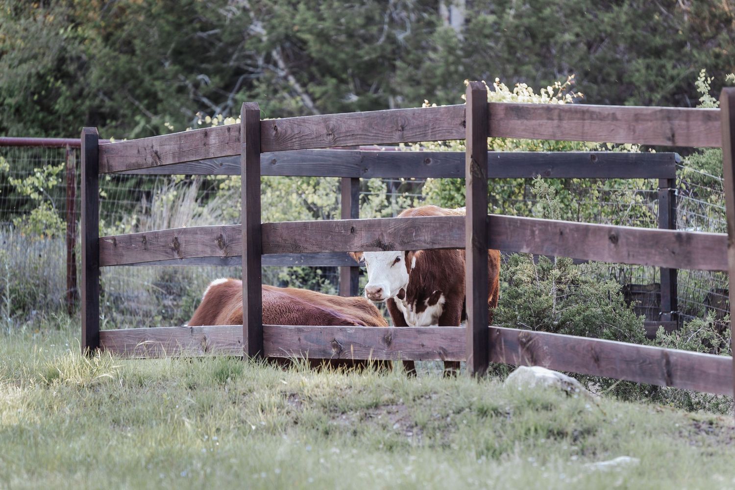A brown and white cow rests behind a wooden fence in a rural pasture setting.