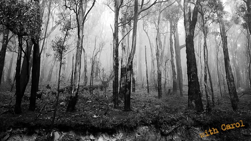 Misty monochrome forest with tall eucalyptus trees creating an ethereal atmosphere.