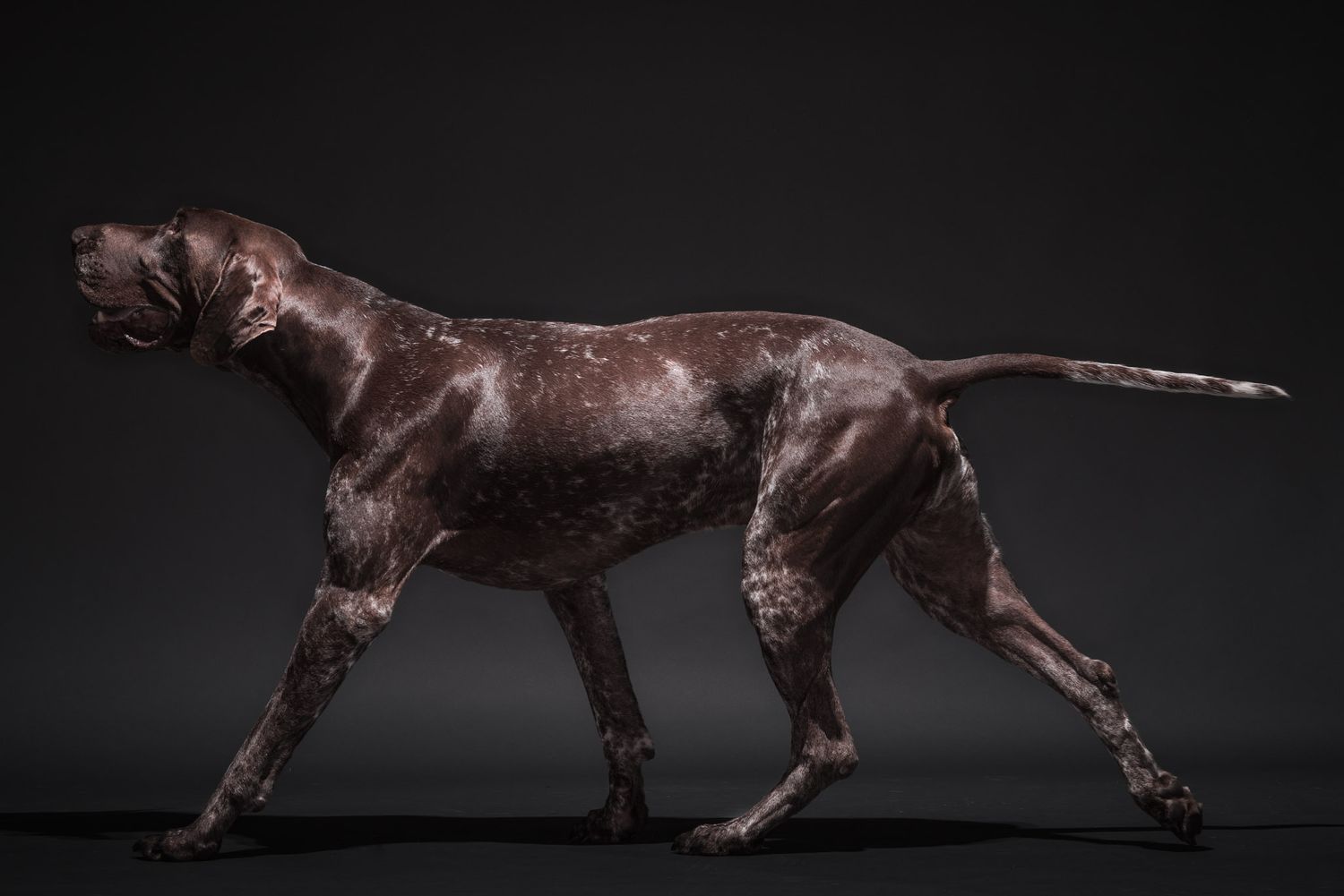 Beautiful studio body shot of German Shorthaired Pointer Dog