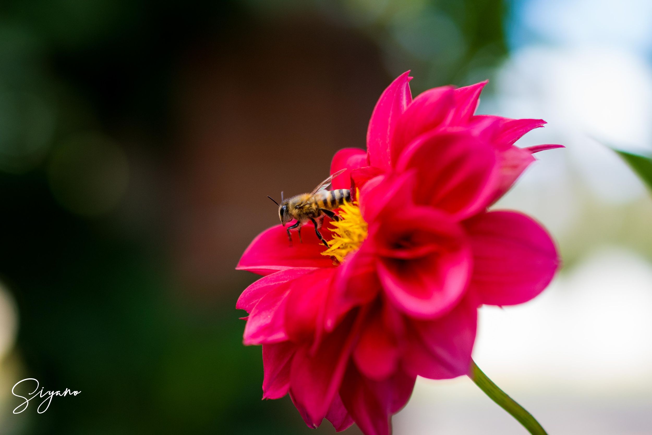 SIYANO RED FLOWER
