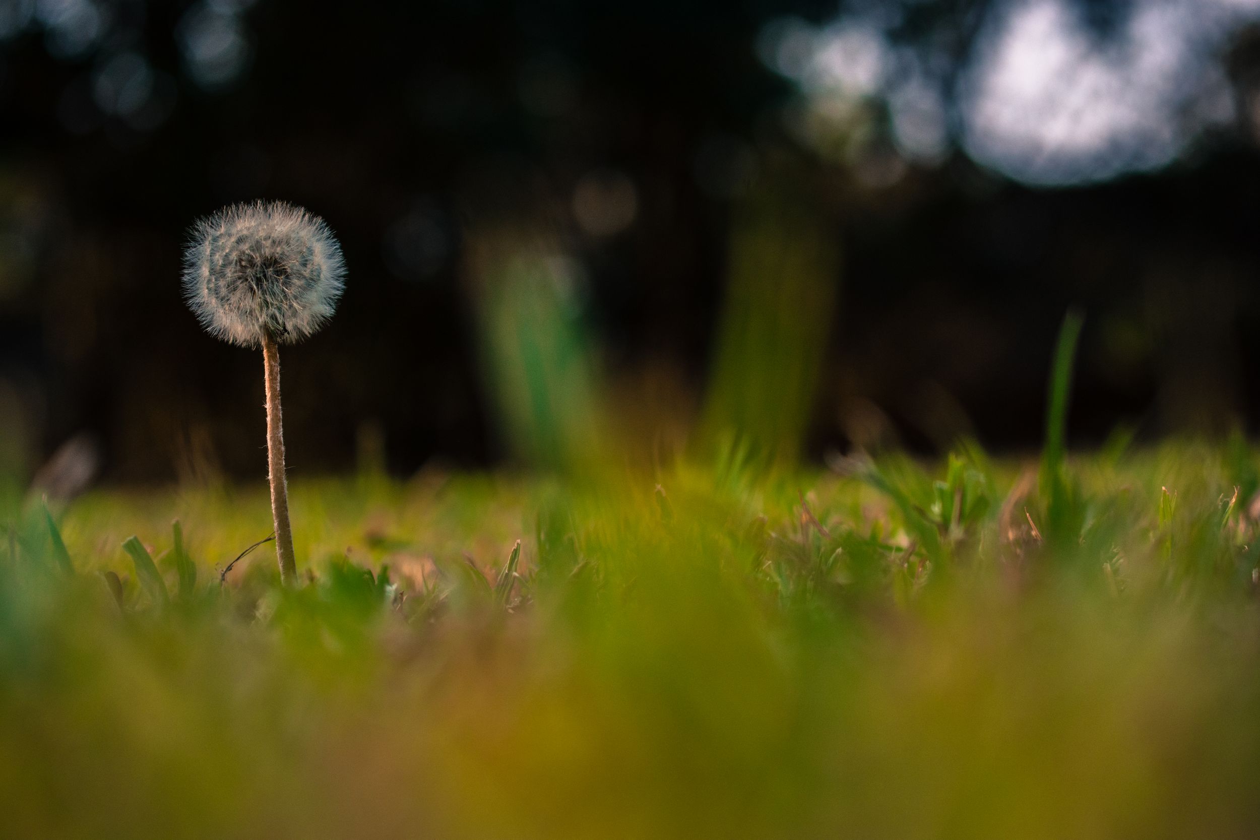 SIYANO DANDELION FULL