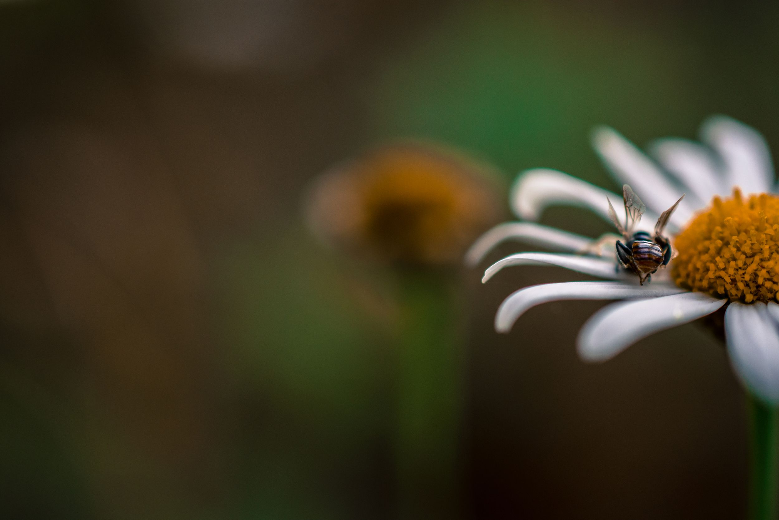 SIYANO BEE DAISY