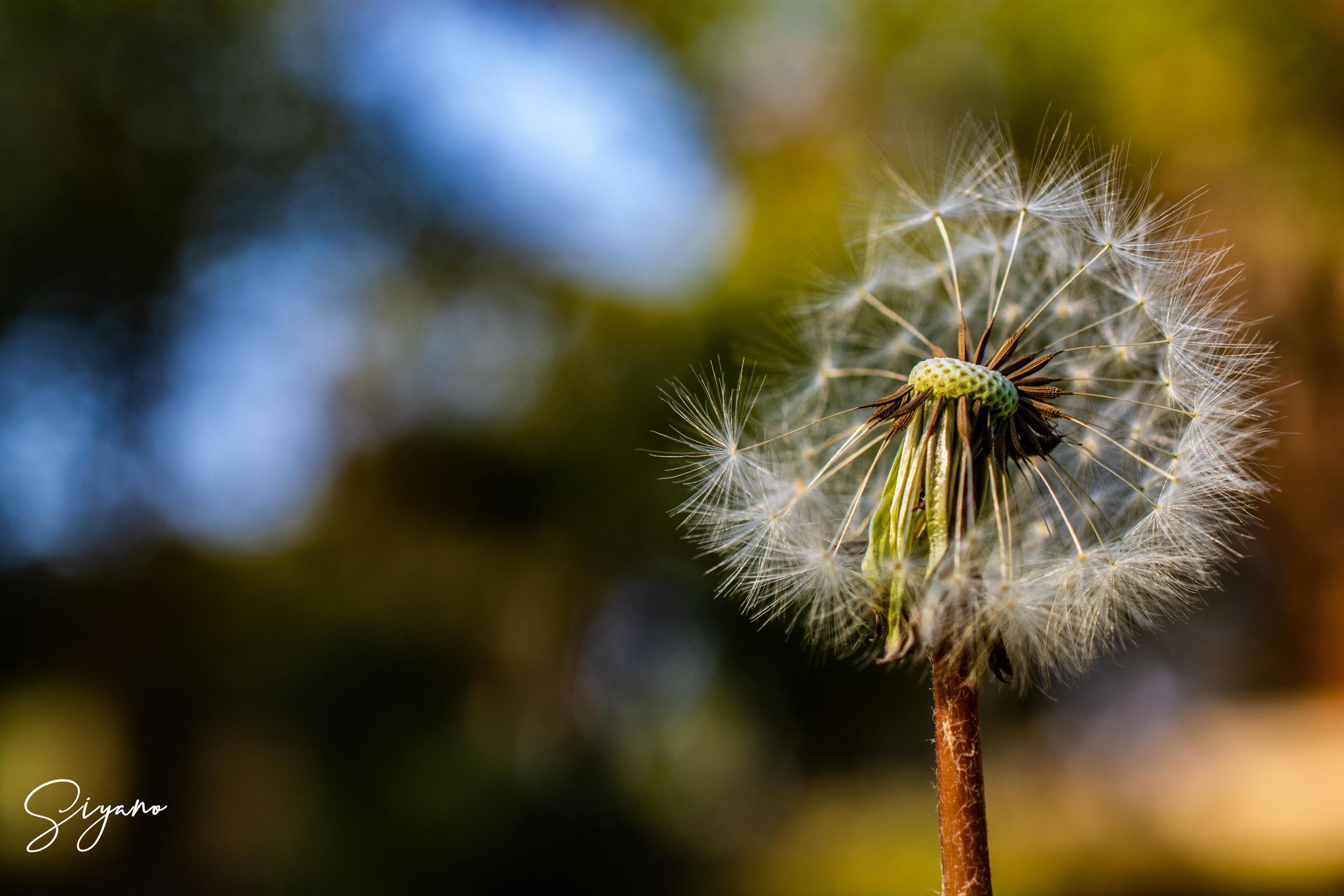 SIYANO DANDELION