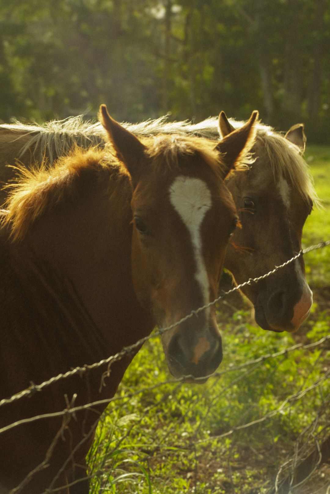 Two horses in a pasture on kauai