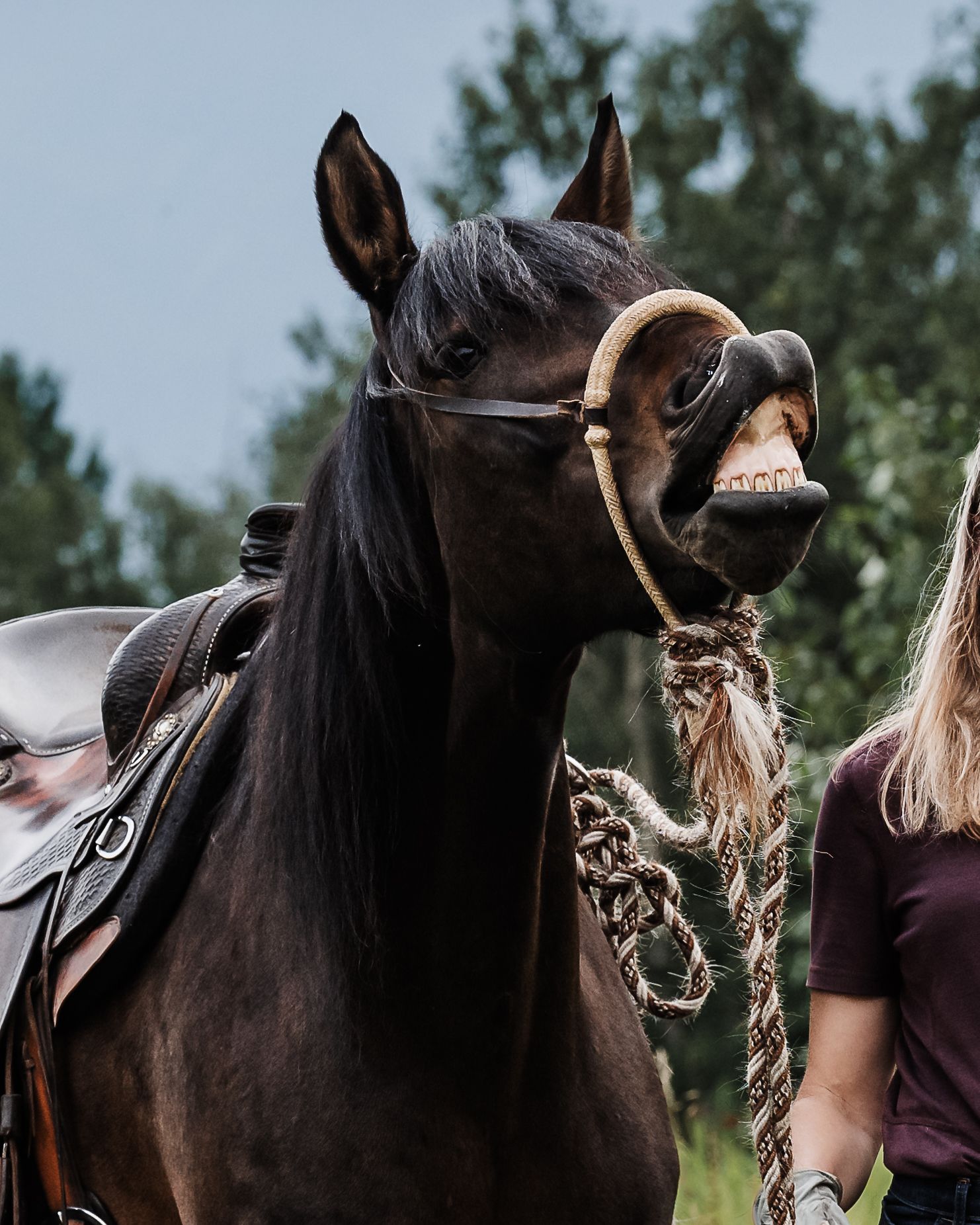 Close up view of dark colored horse wearing a bridle and riding tack in an outdoor setting.