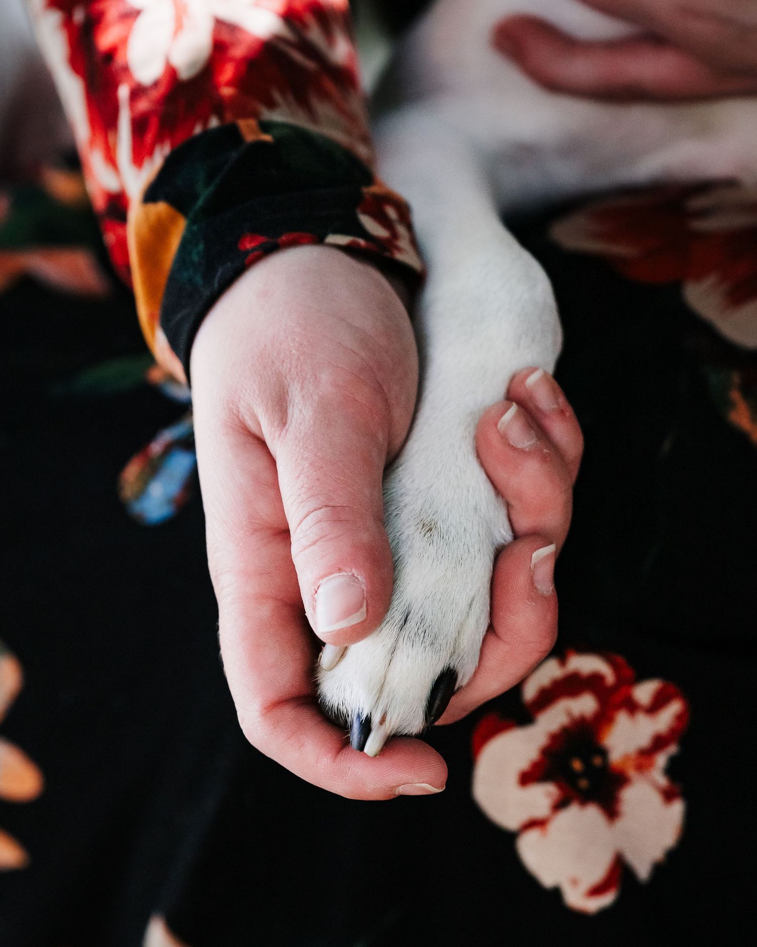 Close-up of hands gently holding a white dog's paw against a dark background.