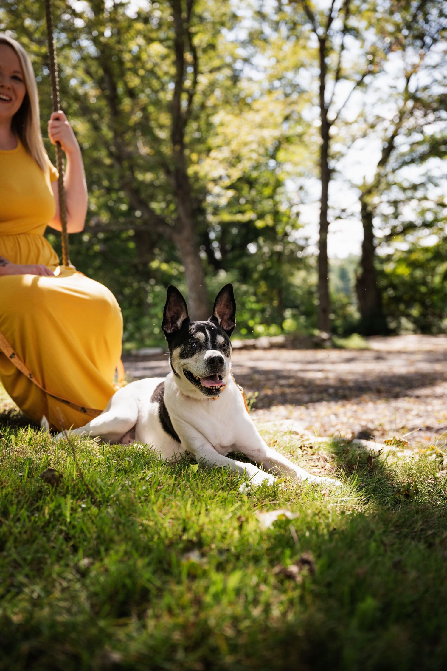 Black and white dog lying in grass on sunny day wearing happy expression in outdoor setting.