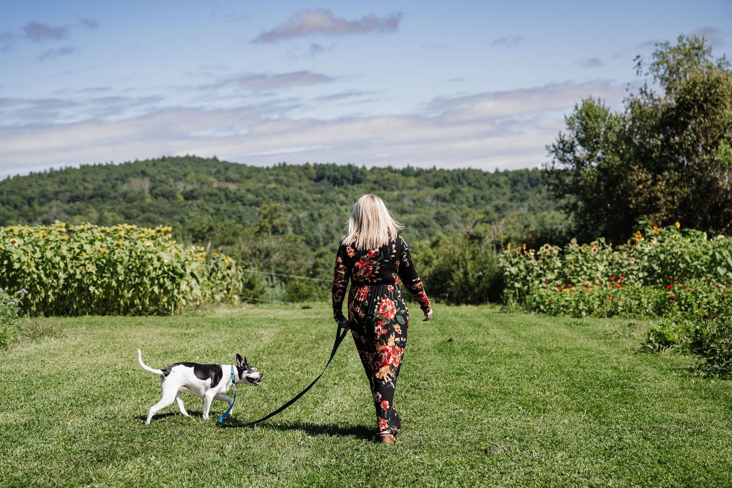 A dog sprints across a scenic hilltop meadow while being photographed in the golden sunlight.