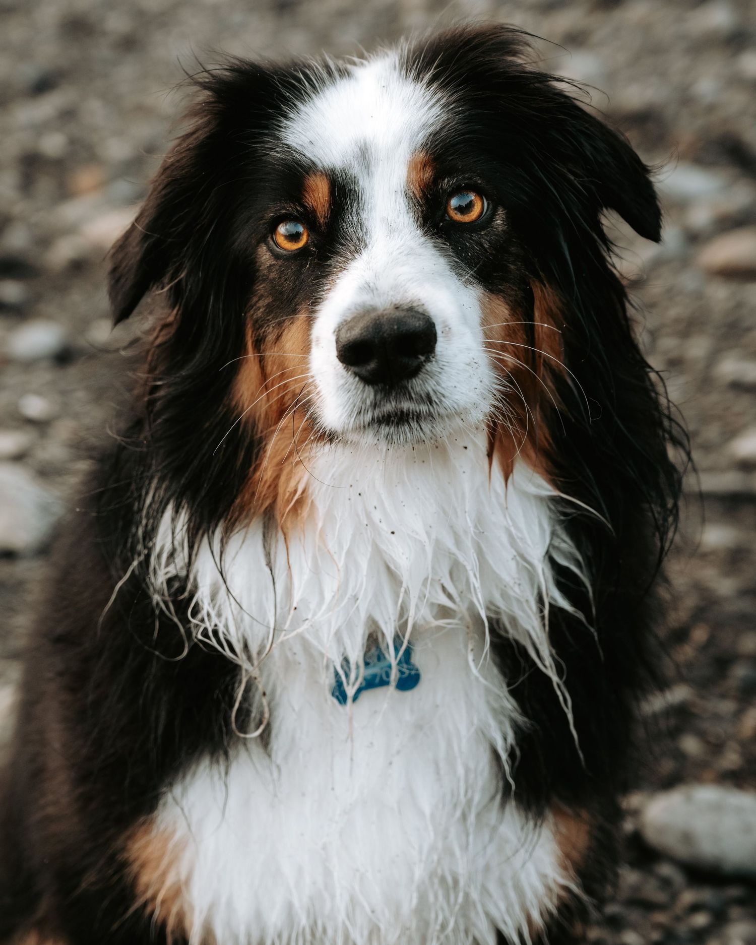 Tricolored dog with black, white and tan fur shown in a close-up series of portraits with expressive eyes.