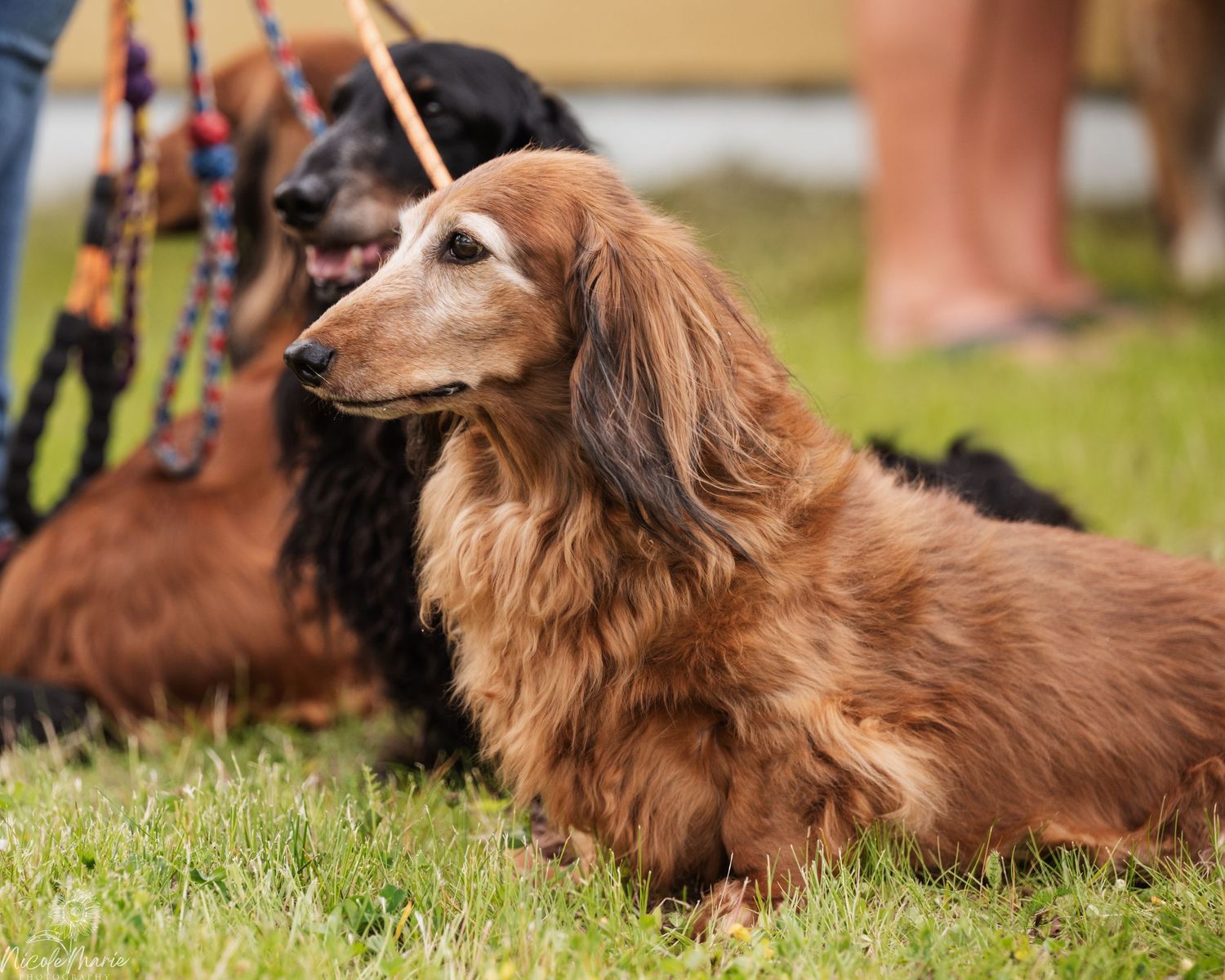 Long-haired dog resting on grass with warm golden brown fur coat on sunny day.