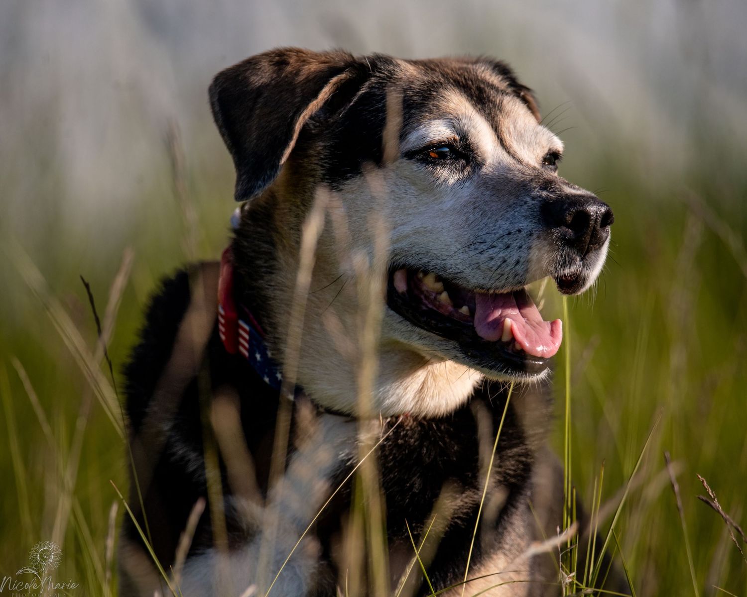 Hound Shepard mix dog enjoying sunset.