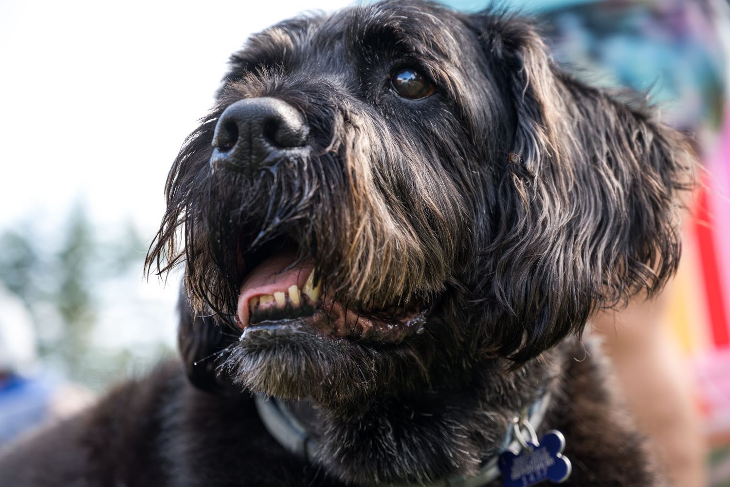 Close-up portrait of a black shaggy dog with long fur and a focused expression.