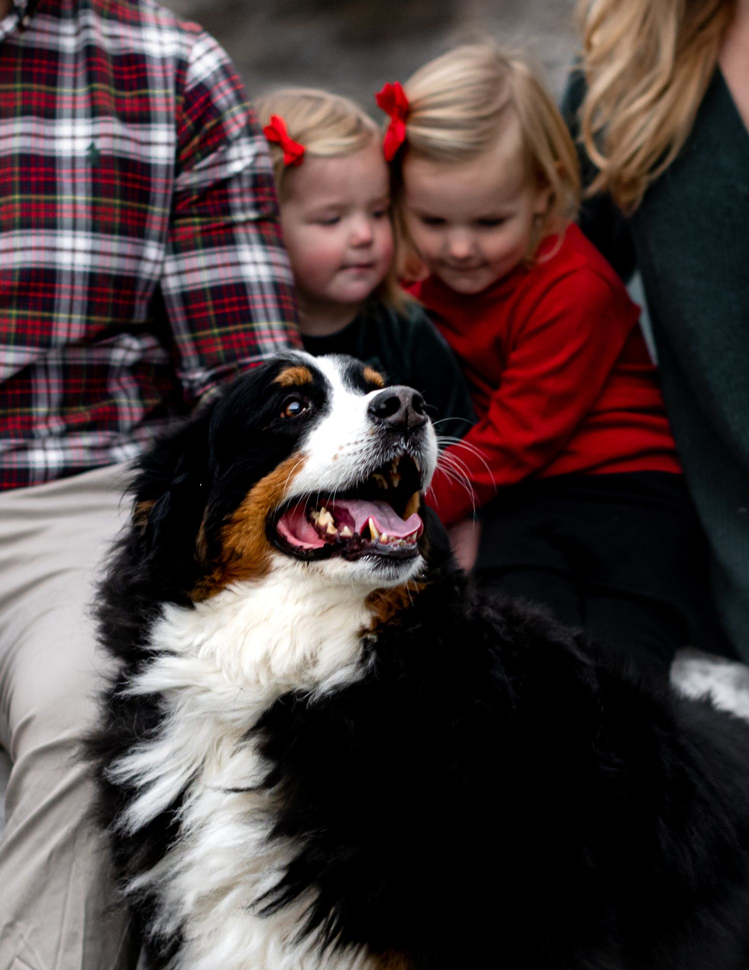 Bernese Mountain dog shows a playful expression while sitting on a couch with red holiday decorations in the background.
