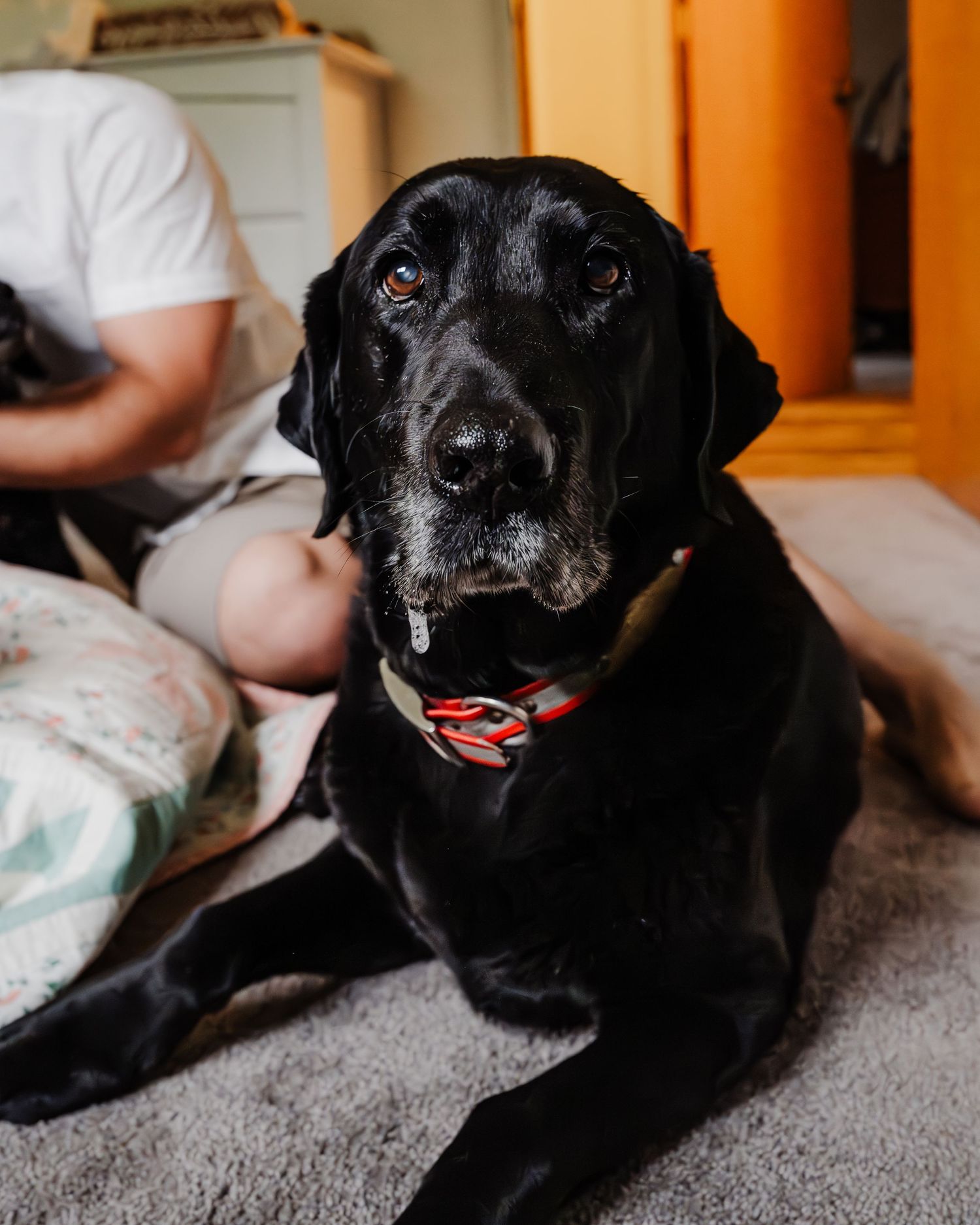 Black Labrador retriever dog lying on gray carpet with its tongue sticking out and a relaxed expression.