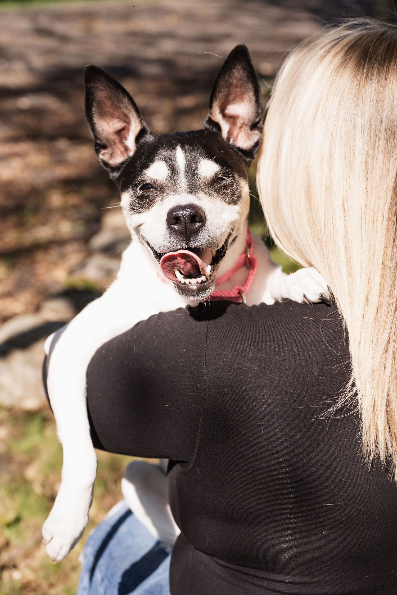 Happy dog with perked ears and smiling expression being held by her owner.