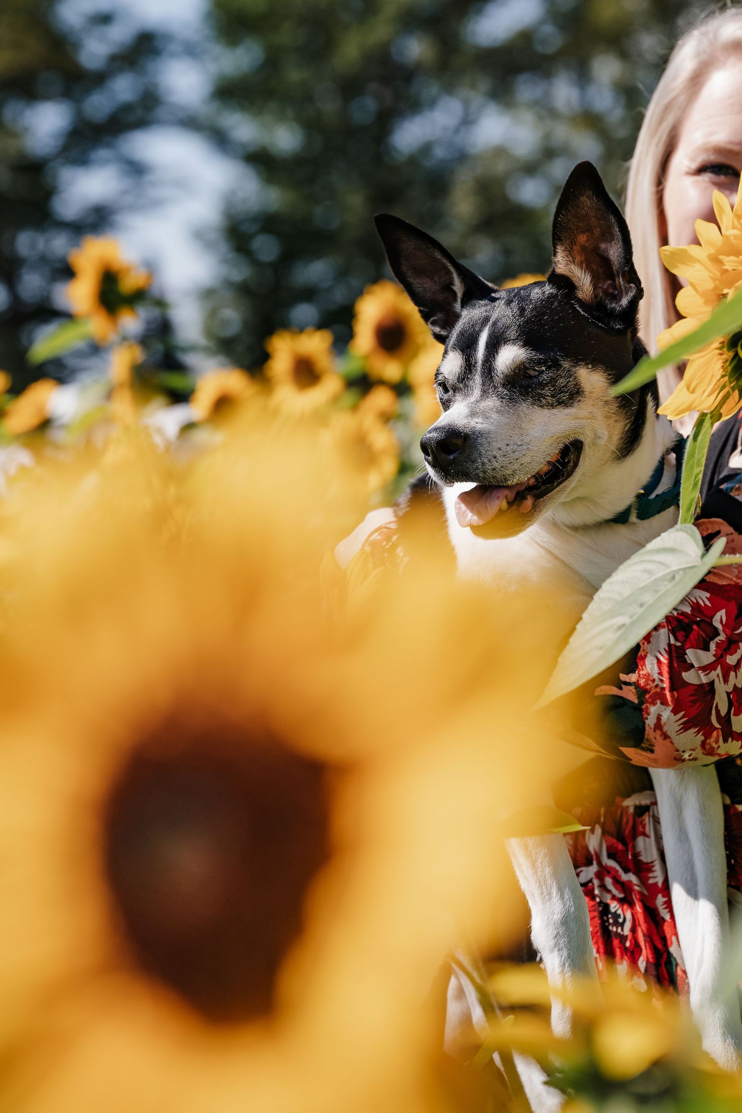 A black and white dog sits among bright yellow sunflowers in a summer garden setting.